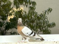 Erkek Sarı Mardin Güvercin