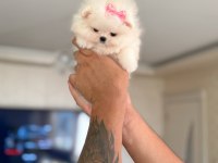 POMERANİAN MİKRO BOY PRENSES