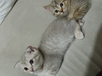 Erkek yavru scottish fold