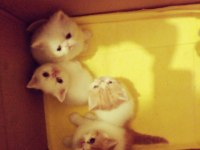 İran persian saf