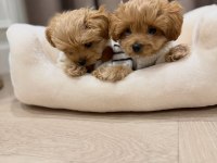 IRK GARANTİLİ MALTİPOO YAVRULARI