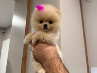 Uygun fiyata verilecek pomeranian