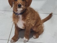 Poodle kırması 2 yavrumuz ücretsiz