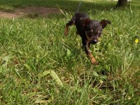 3 aylık safkan dişi pinscher uyguna verilecektir