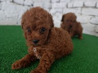 Toy poodle yavrularımız