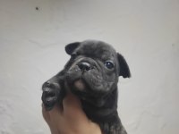 Köpeklerin sahiplerini bekliyoruz dişi erkek mevcut