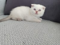 Blue point 50 günlük scottish fold