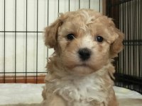 KALİTE F1 MALTİPOO YAVRULAR ANNE ALTINDAN