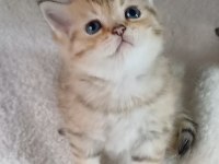 Veteriner kontrollu golden bebeklerimiz