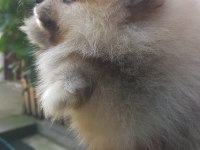 Yuva arıyor pomeranian boo