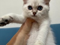 Blue Point British Shorthair Kızımız Yeni Yuvasını Arıyor