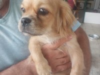 Pekinez köpeğim