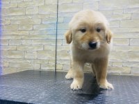 Koca Kafa Baby Face Macar Golden Retriever