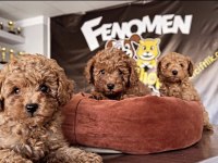 SHOW CLASS EN GÜZEL TOY POODLE YAVRULAR RENK RENK ANK