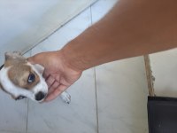3 aylık erkek acil sahib aranıyor chihuahua