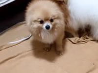 Pomeranian bebekler