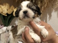 KÜT BURUN KISA BACAK ORJİNAL A++ KALİTE KÖPEKLERİMİZ