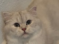 British Longhair Erkek
