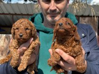 Toy poodle yavrularımız ırk garantilidir