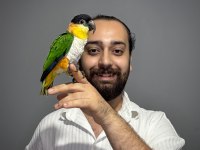 Oyuncu Caique Papağanı Full Eğitimli Evcil