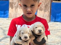 Sevimli golden retriever yavruları