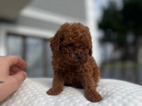 Aa kalite Kore toy poodle