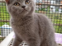 Hayatınıza Neşe Katacak British Shorthair Yavru