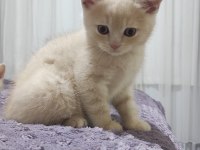 2 ADET ERKEK BRİTİSH SHORTHAİR