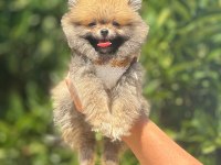 ORJİNAL POMERANİAN BOO YAVRULARIMIZ