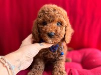 2,5 Aylık Toy Poodle