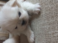 Yavru imperiyal dişi pekinez köpekler