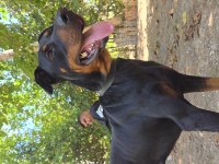 Sahiplendirilecek Ücretsiz Acil Doberman