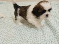SHİH TZU yavrular