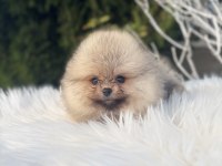 Pomeranian boo dişi yavrularımız