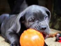 Cam Gözlü Cane Corso Yavrular