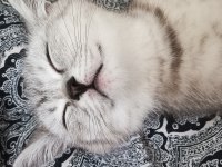 British longhair benden daha iyi bakacak birini arıyorum