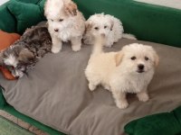 Yavru terrier maltese