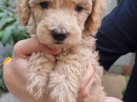 TOY POODLE YAVRULAR İZMİR