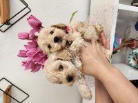 45 günlük maltipoo yavrularımız