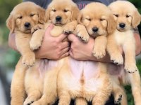 Oyunsever golden retriever yavrular