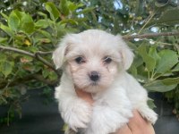 MALTESE TERRİER YAVRULAR