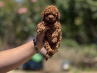 En Küçük Boy Teacup Poodle Bebekler