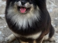 Black tan Pomeranian Boo erkek