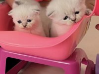 İki adet scottish fold