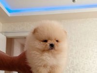BAL GİBİ TEACUP AYICIK MİNİ BOY POMERANİAN