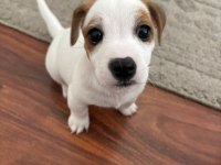 Muhteşem ırk güzeli jack russell yavrular