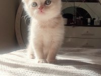 Biri balmı dedi british shorthair