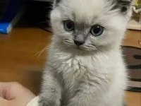Safkan Blue Point British Shorthair Yavrular