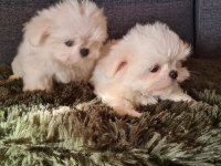 2.5 aylık orijinal kore maltese