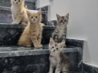 MAİNE COON DEV YAVRU KEDİLER ÇOK UYGUN DEV